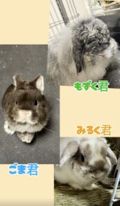 習志野市 みるく君もずく君ごま君のお世話🐰