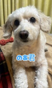 船橋市 のあ君のお世話