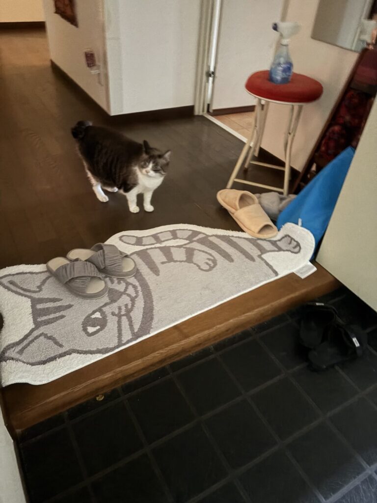 【習志野市・猫】ゆずちゃんのお世話報告