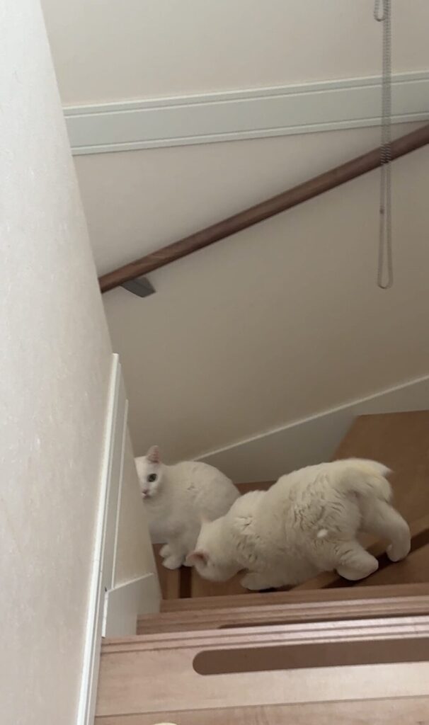 ペットシッター 箕面市 猫のはなちゃん、まろちゃん、るいくん、たけおくん、まさしくん、のりおちゃん