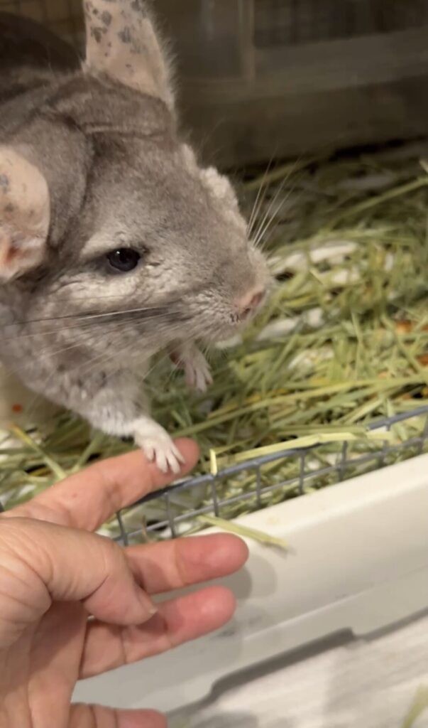 ペットシッター 箕面市 チンチラのあずきちゃん