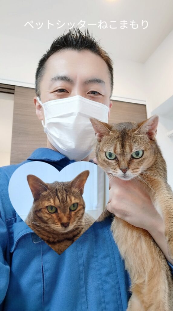 世田谷区 お得意様 シニアのベンガルちゃん＆アビシニアンちゃん お世話レポート🐈