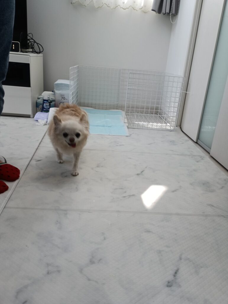 すずちゃん🐶