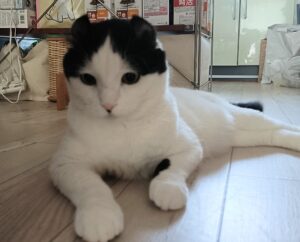 金沢区の猫シッター訪問記|甘えん坊アメリカンカールのお兄ちゃんと再会