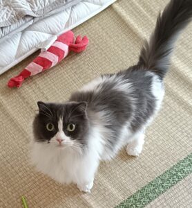 金沢区のスコティッシュフォールドくんが見せてくれた、安心のしるし