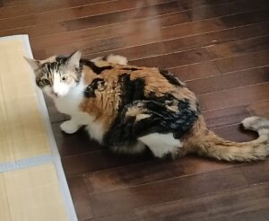 磯子区の三毛猫ちゃんのお世話