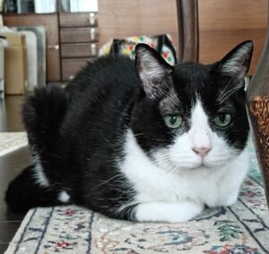 栄区の元保護猫くん│再開の日記🌿