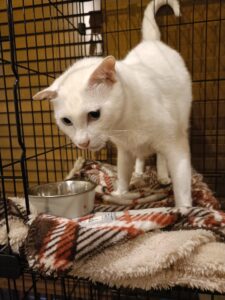 【葉山｜ペットシッター】真っ白な白猫くん（5歳）のお世話記録｜元保護猫さんの慎重な性格と少しずつの距離の縮まり