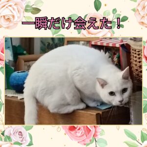 金沢区の姉妹猫ちゃんに一瞬だけ会えた奇跡