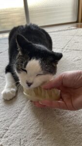 😺シニアにゃんこさん😺