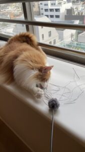 😺甘えん坊さん☺️