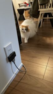 😺シャー、近寄らないで💦