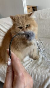 😺高速ケリケリ😆