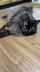😺三角お耳、まん丸お目め