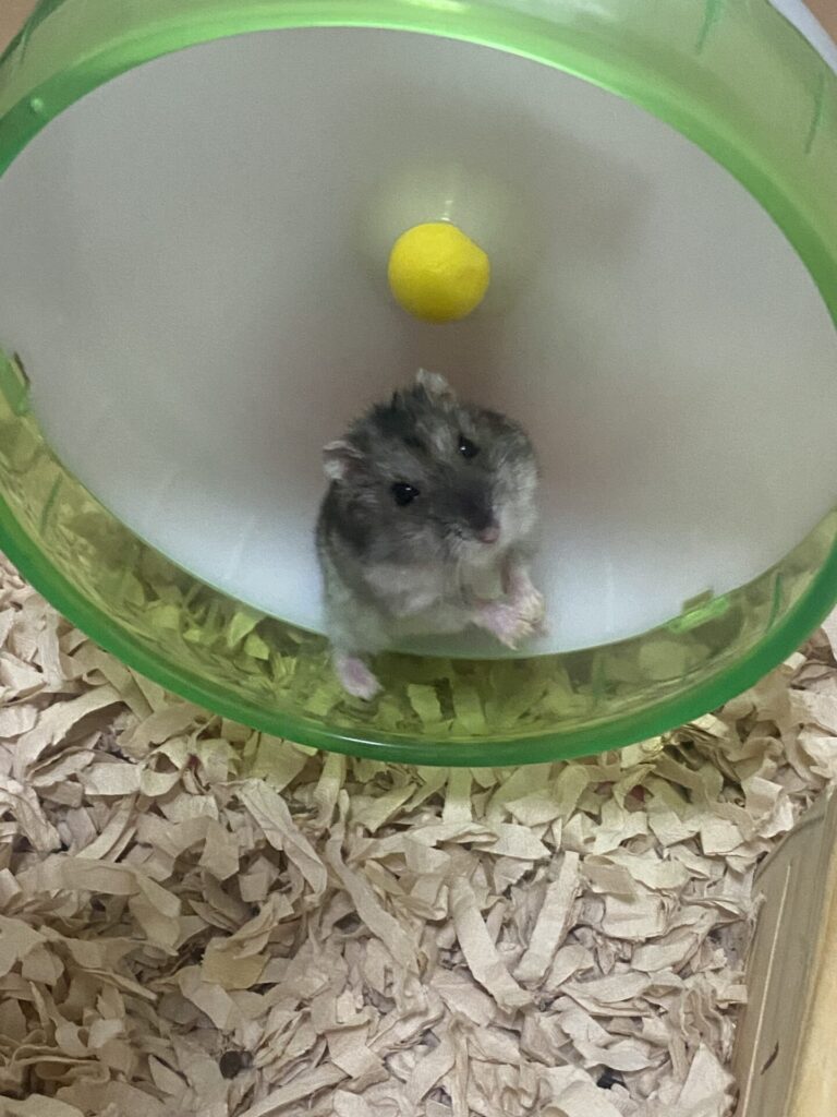 【ハムスターのお世話 蒲郡市】ハムちゃん🐹🐹お世話の様子