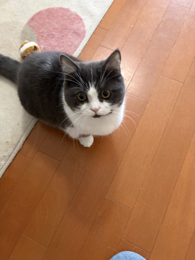 【習志野市・猫】レオくん、ココちゃん、ソラくん、ムギくんのお世話報告