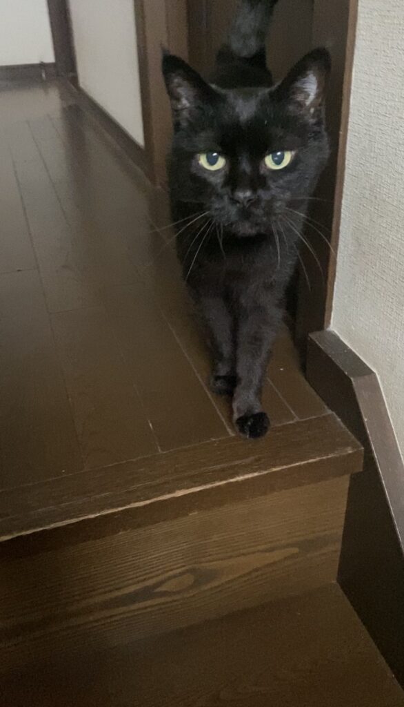 【猫お世話 豊川市】グリちゃんお世話の様子🐈⬛