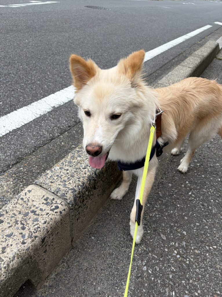 【八千代市・犬】アマロくんのお散歩代行