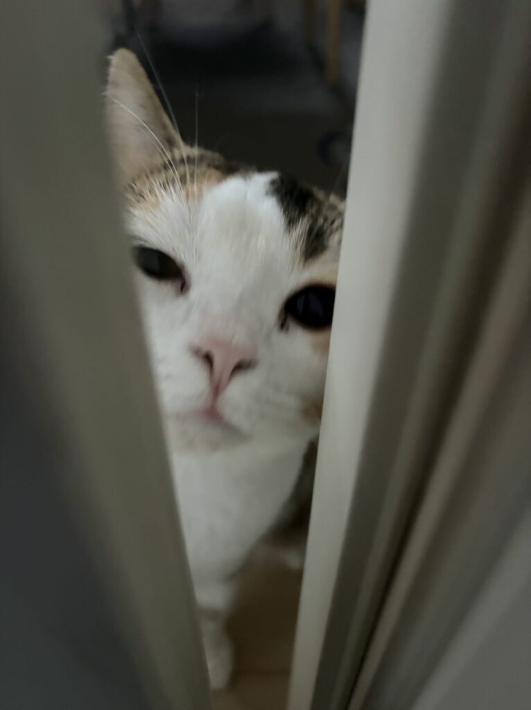 【八千代市・猫】うづきちゃんのお世話報告