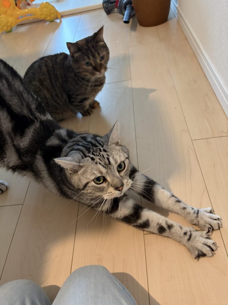 【千葉市・猫】しまじろうくん、ひまわりちゃんのお世話&卒業報告