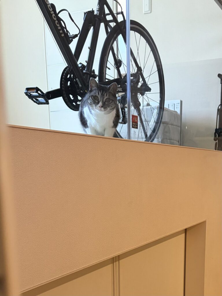 【船橋市・猫】ルナちゃんのお世話報告