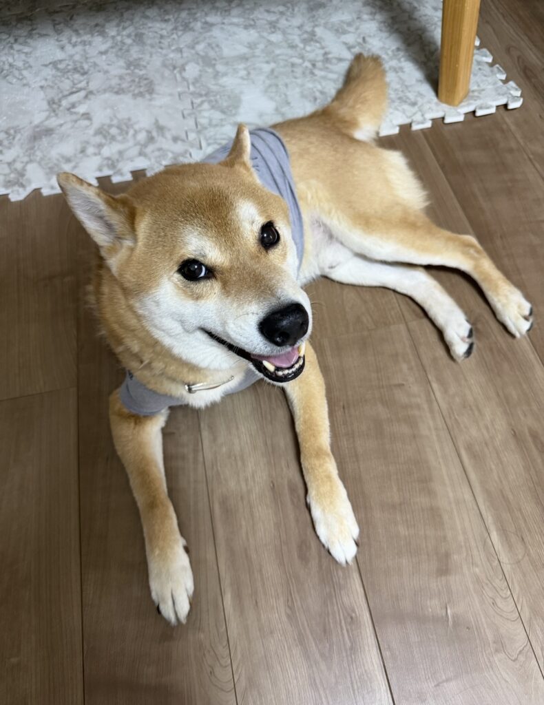 ペットシッター　箕面市　柴犬のコタローくん