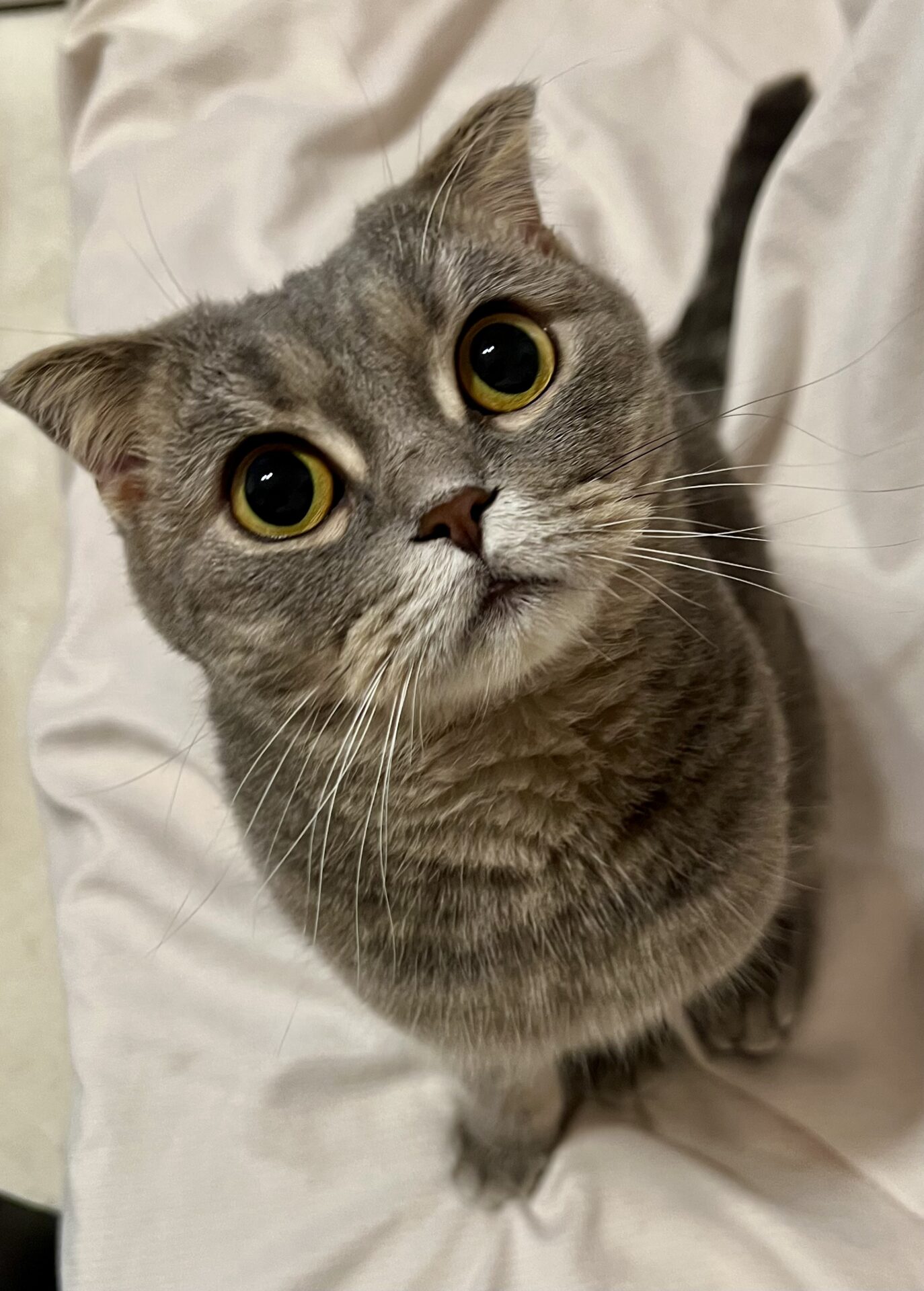 むぎちゃん　ショートコース　リピートのご依頼♪