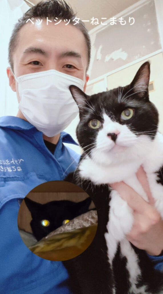 埼玉県川口市 ご新規様 南中野地域ねこの会出身2匹の兄妹 超デカにゃんくん＆超ビビリにゃんちゃんお世話レポート🐈
