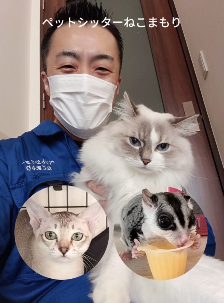 新宿区 お得意様 大家族ラグドールちゃん、フクロモモンガくん、シンガプーラちゃん お世話レポート🐈🦉🐈️