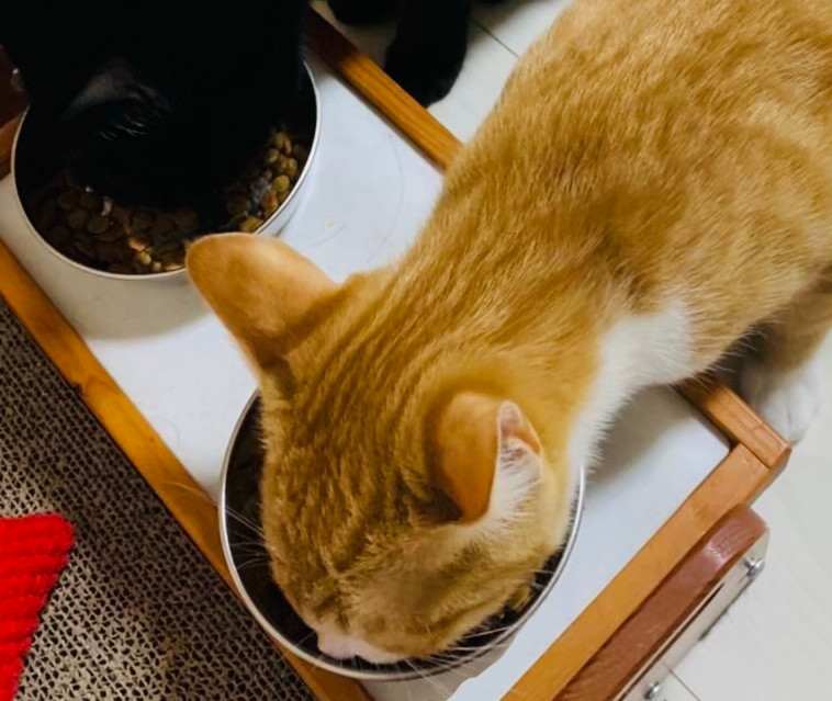 ペットシッターご飯