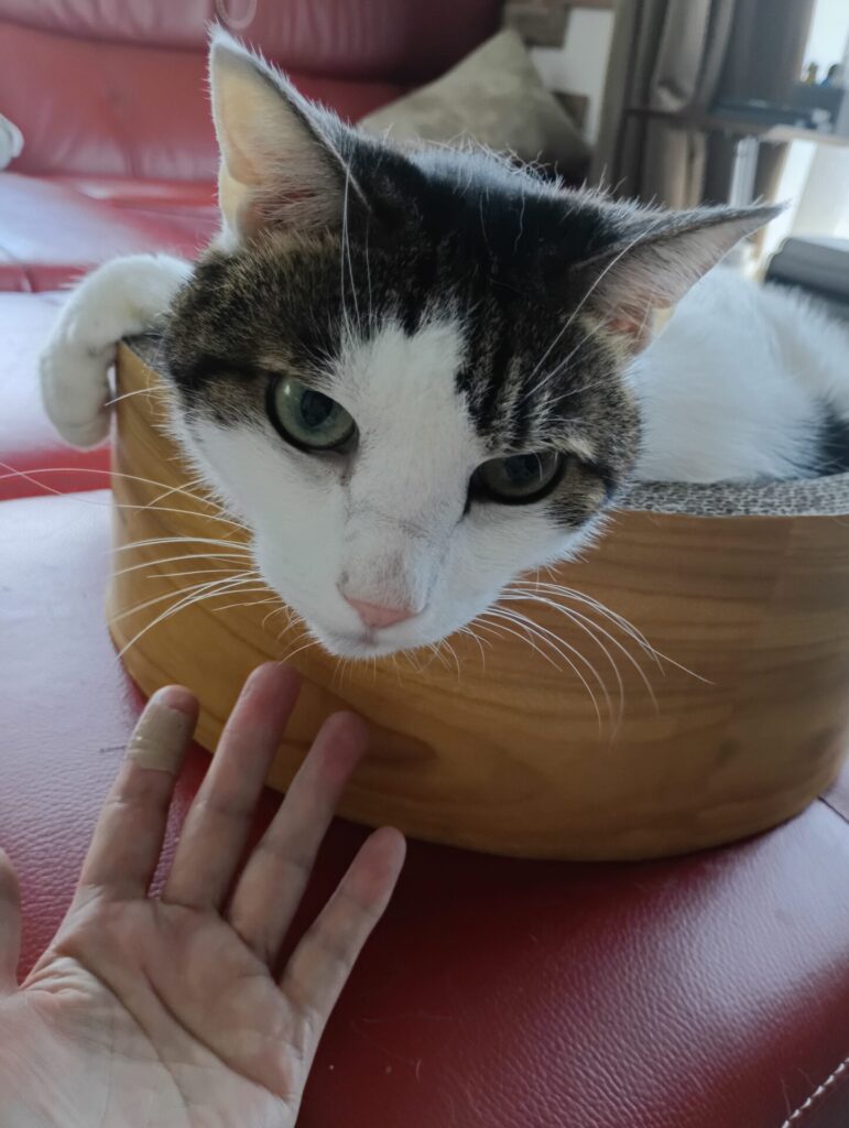 美郷町・琥珀君🐱のお世話