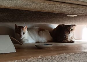 【葉山】白茶16歳＆サバトラ12歳のシニア猫ちゃんのお世話記録｜人見知りの元保護猫さんとのゆっくりした距離の縮まり