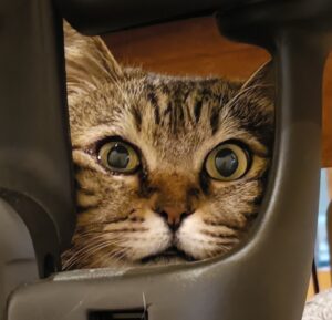 癒し系キジトラ猫ちゃんのお世話│葉山