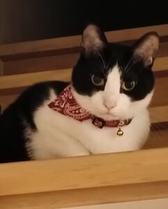 磯子区のペットシッター｜人見知りの3きょうだい猫さんのお世話