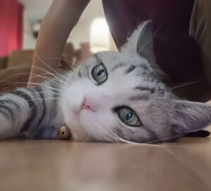 【猫の訪問シッター】逗子の13歳・海外生まれの猫ちゃんのお留守番サポート