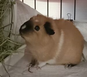 磯子区の小さなモルモットちゃんのお世話日記