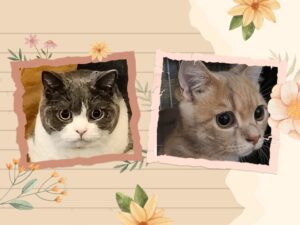 磯子区のおチビな猫ちゃんたちのお世話
