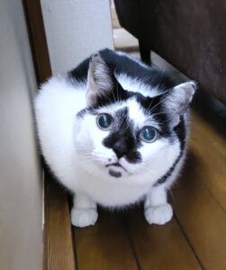 金沢区・元保護猫のきょうだいと、ゆっくり育む絆の時間