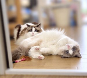 【😺キャットシッター】ラグドールちゃんのお世話