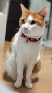 「尼崎市」大家族に(*^^*)