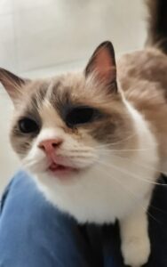 「尼崎市」可愛い３にゃん(*´ω｀*)