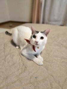国富町かいりくんのお世話レポート🐱