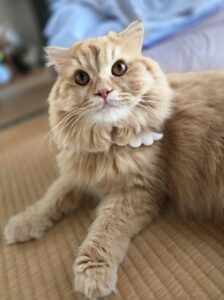 国富町テンリくんのお世話レポート😺