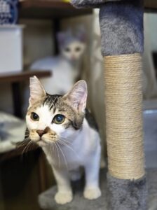 宮崎市キララちゃん達のお世話レポート猫🐱