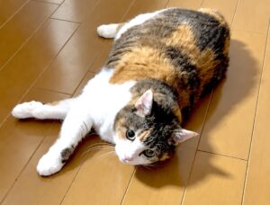 【😺キャットシッター】りんちゃんのお世話