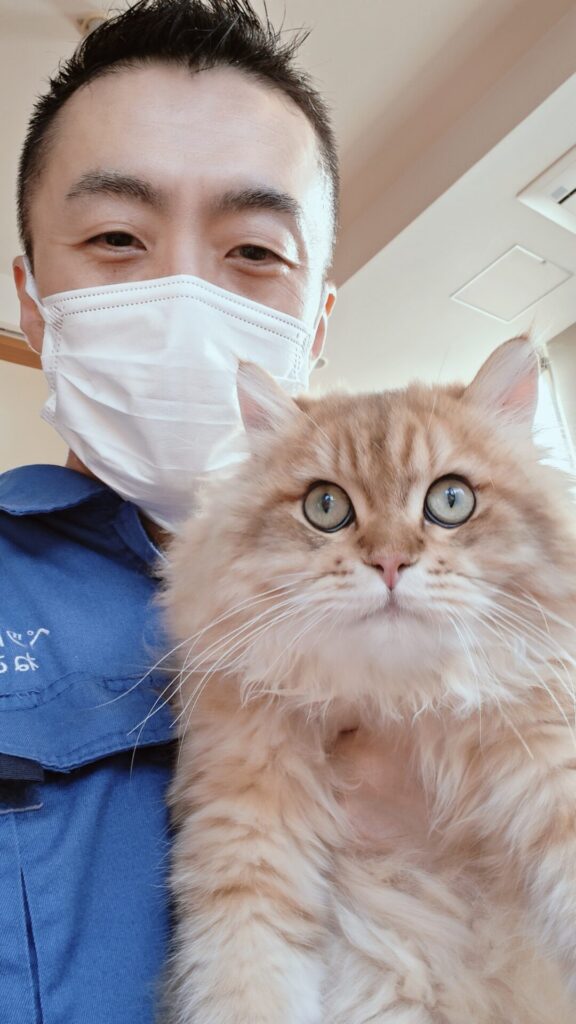 新宿区 ご新規様 生後半年のもふもふ ブリティッシュロングヘアくん お世話レポート🐈
