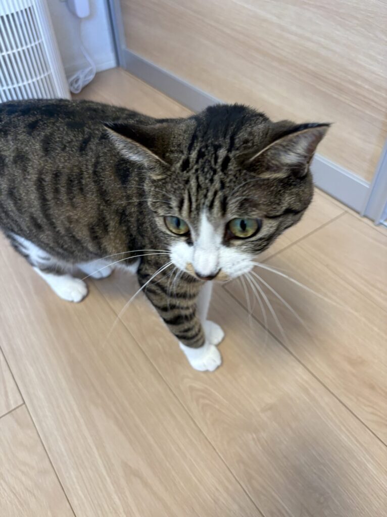 ささちゃん1歳のお世話(三島市)