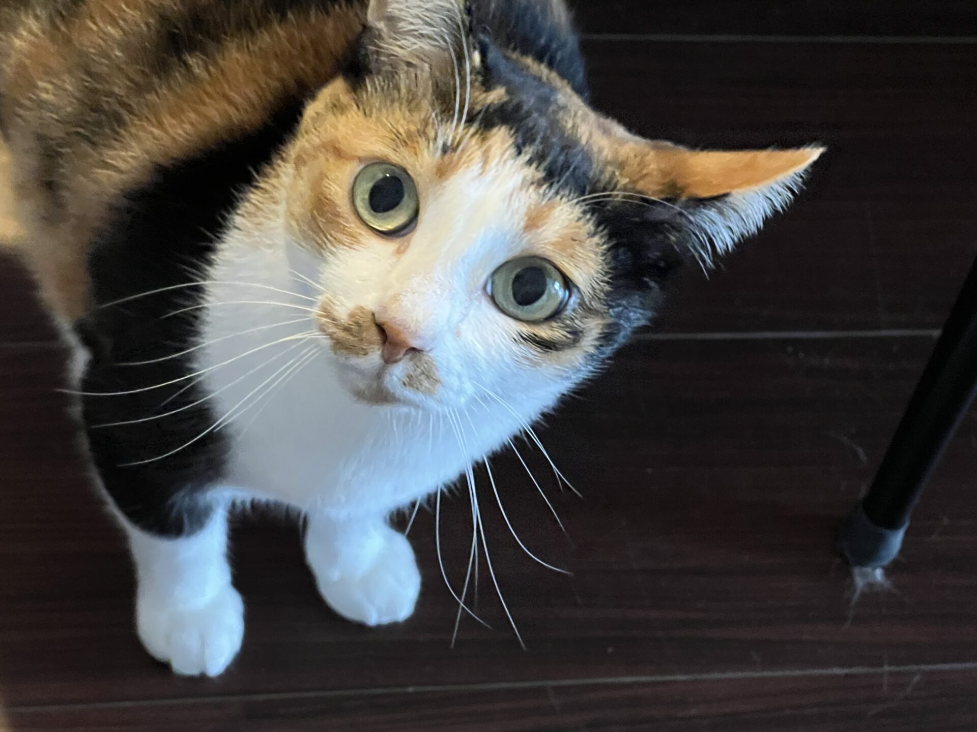 せつこちゃん なっぺこぺーちゃん ショートコース リピートのご依頼♪