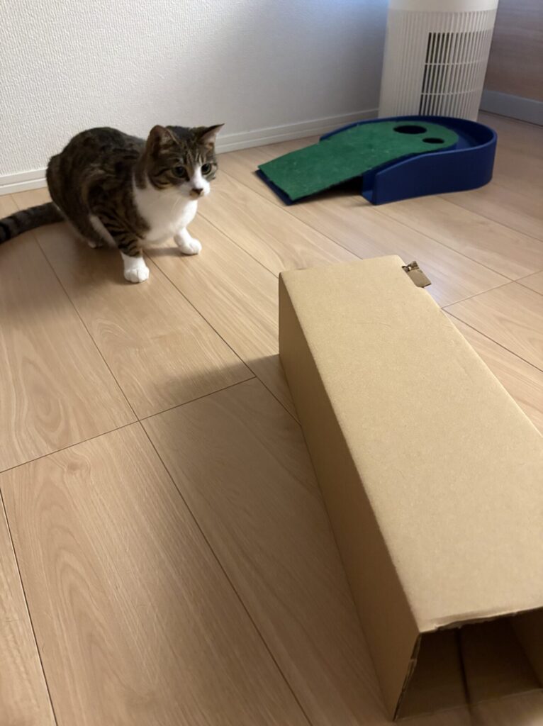 ささちゃん1歳のお世話(三島市)
