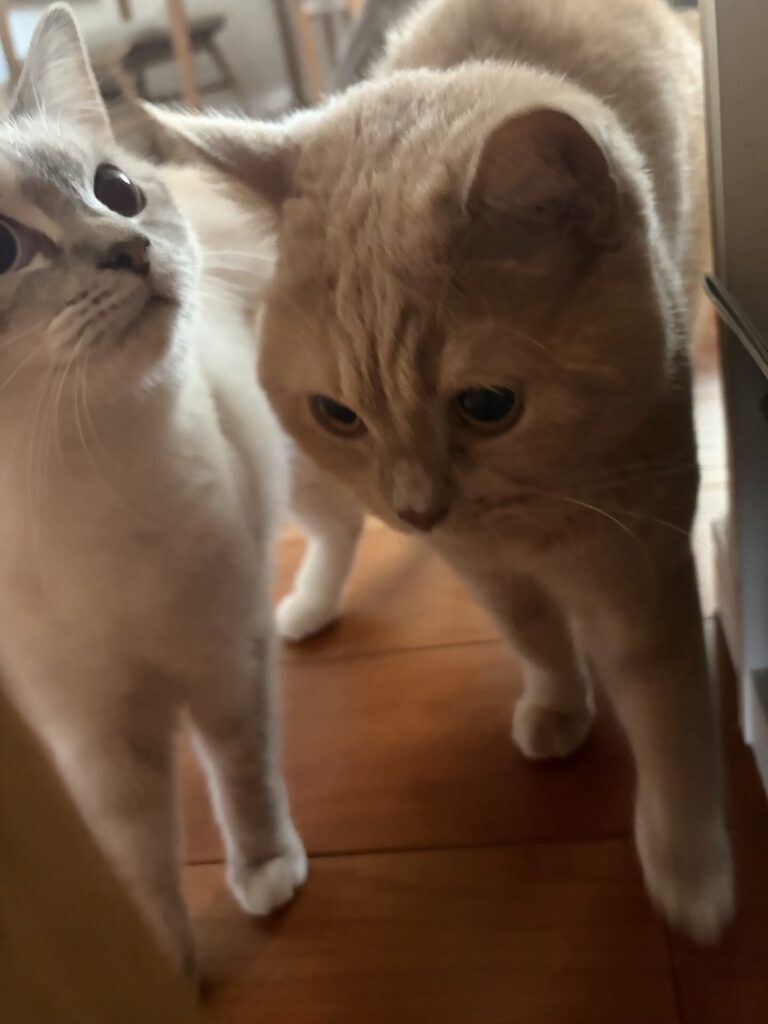 【習志野市・猫】しおんくん、すみれちゃんのお世話報告